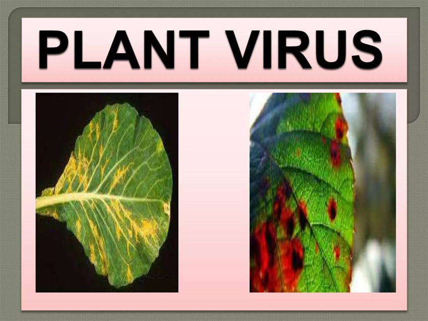 ویروس در گیاهان