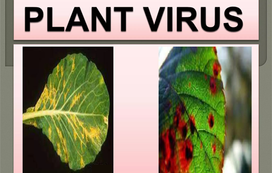 ویروس در گیاهان